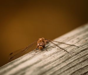 Close-up of fly on wooden table
