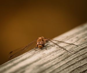 Close-up of dragonfly on wooden table