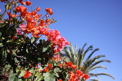 Low angle view of flowering plant against clear sky