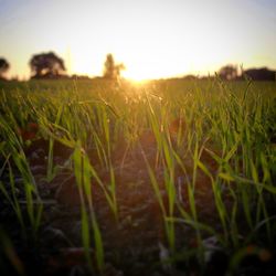 Close-up of grassy field