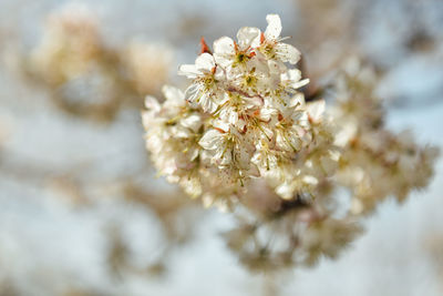 Close-up of cherry blossoms