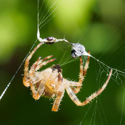 Close-up of spider on web