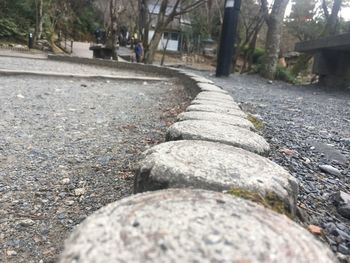 Surface level of road along trees