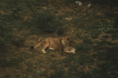 High angle view of cat on field