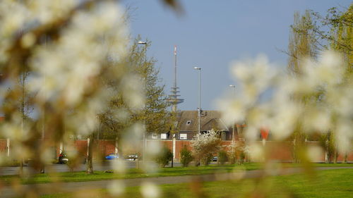 View of trees by lake against buildings