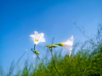 Low angle view of white flowering plant against blue sky