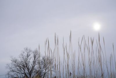 Low angle view of bare trees against sky