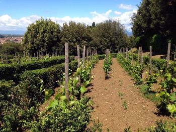 Narrow pathway along plants on landscape