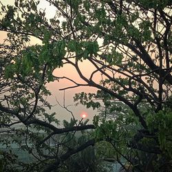 Low angle view of sunlight streaming through tree