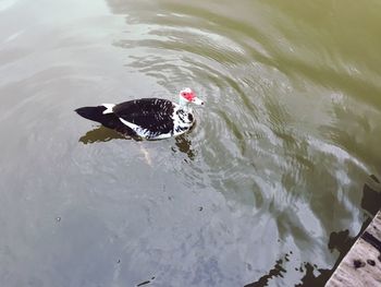 High angle view of swan swimming in lake