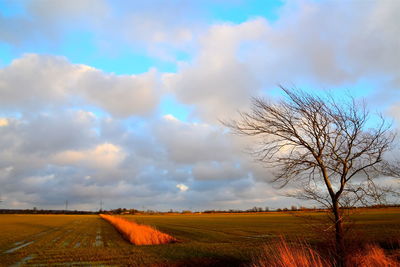 Scenic view of agricultural field against sky