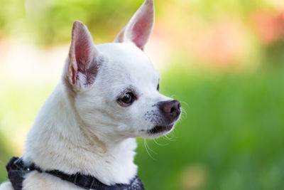 Close-up of dog outdoors