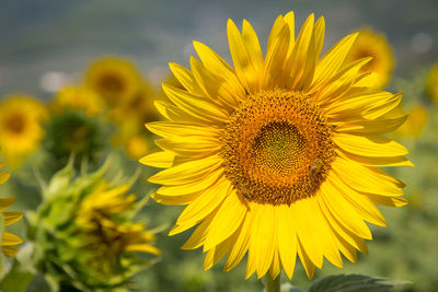 Close-up of yellow sunflower