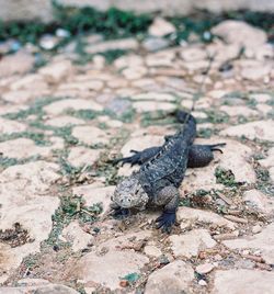 Close-up of lizard on field