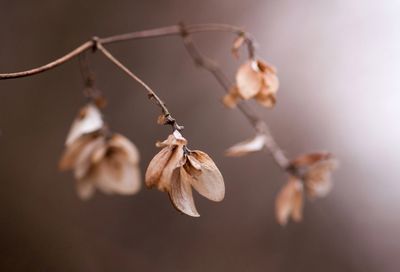 Close-up of flowers on branch