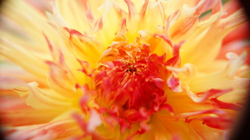 Macro shot of pink flower