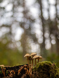 Close-up of mushrooms on land