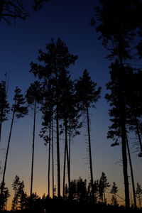 Low angle view of silhouette trees against sky at night