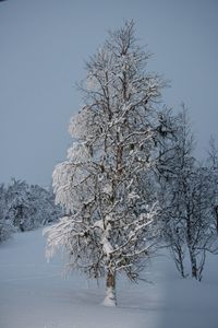 Bare tree on snow covered field against sky