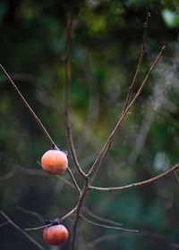 Close-up of berries growing on tree