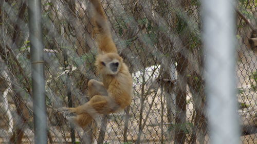 Close-up of monkey on tree