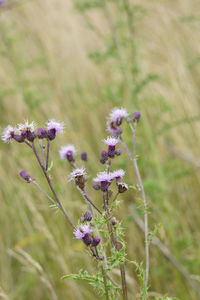 Close-up of purple flowering plant on field