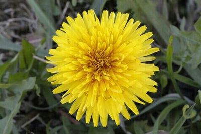 Close-up of yellow flower