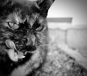 Close-up portrait of cat