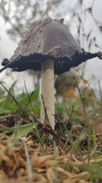 Close-up of mushroom growing on field