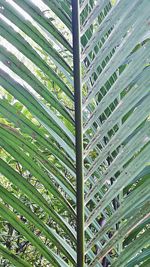 Full frame shot of palm leaf