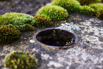 High angle view of moss growing on rock