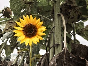 Close-up of sunflower blooming outdoors