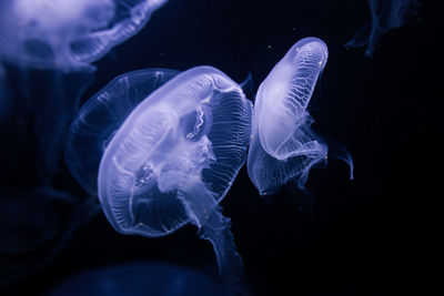 jellyfish