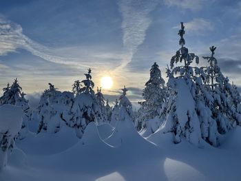 Snow covered trees against sky