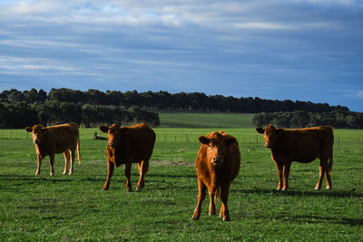 Cows standing in a field