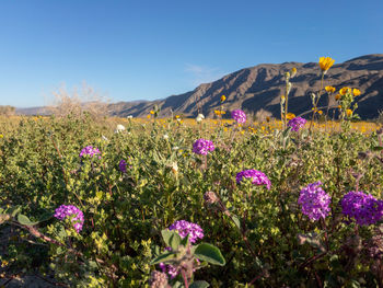 Scenic view of flowering plants on field against sky