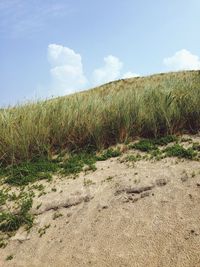 Scenic view of field against cloudy sky