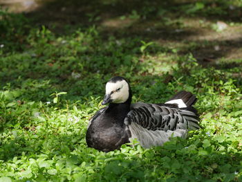 Duck on grass