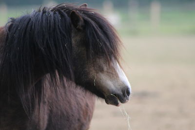 Close-up of horse on field