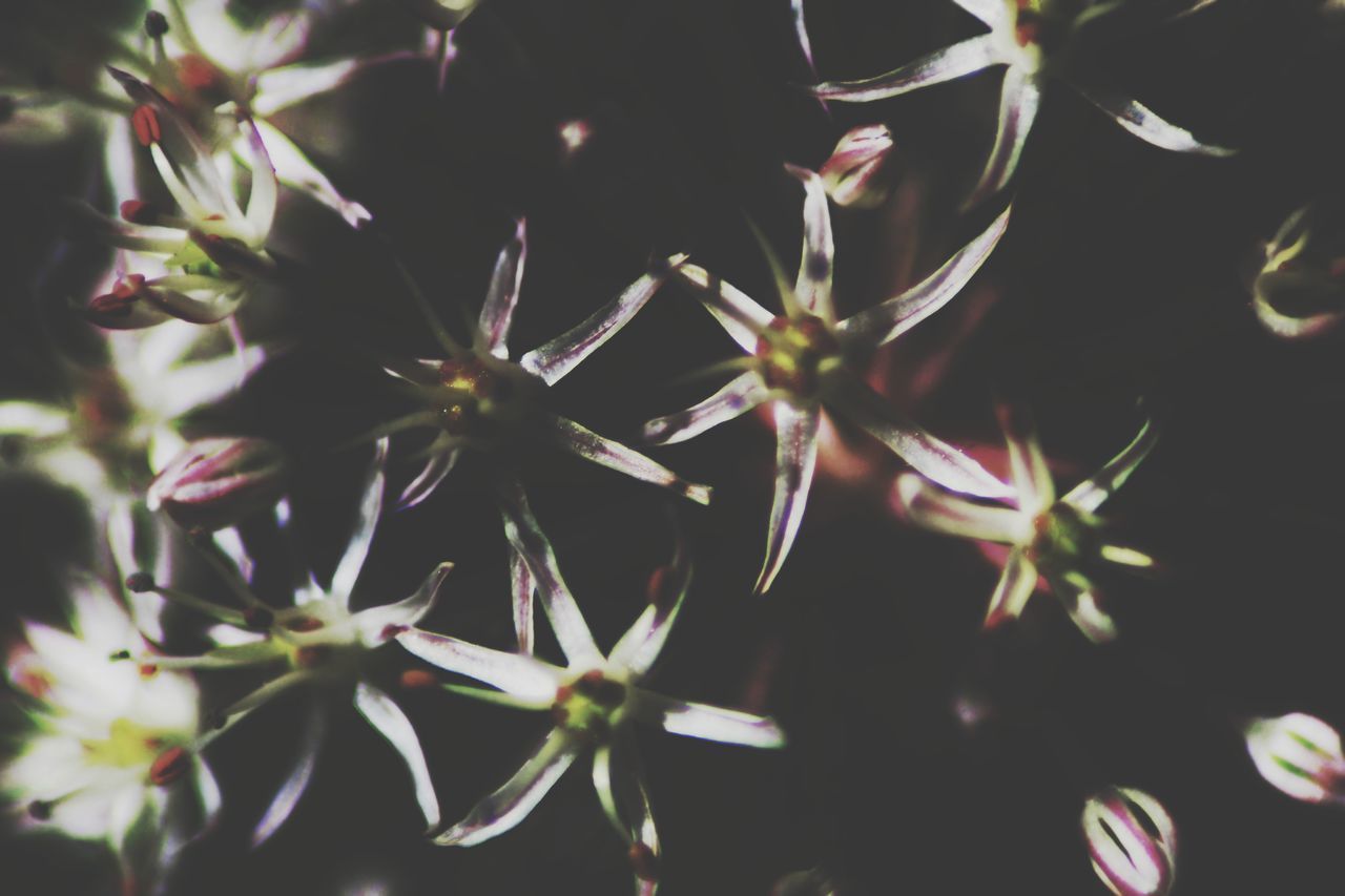 CLOSE-UP OF FLOWERING PLANTS AGAINST BLURRED BACKGROUND