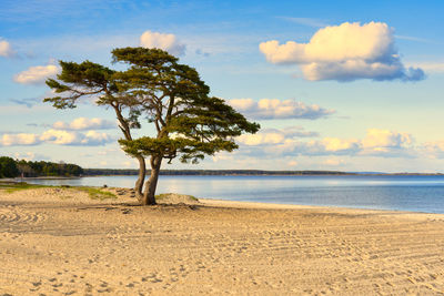Pine tree on beautiful white sand beach in ahus on the swedish east coast.