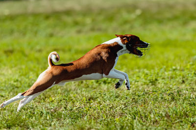 Basenji dog lure coursing competition on green field in summer