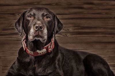 Close-up portrait of a dog