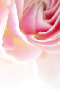 Close-up of pink rose