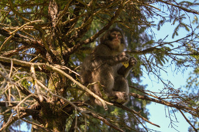 Low angle view of monkey sitting on tree in forest