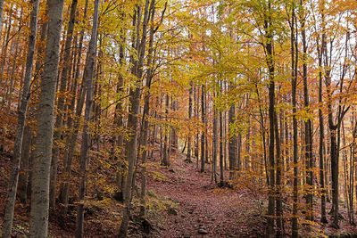 Full frame shot of trees