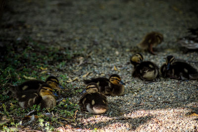 Flock of birds in the ground