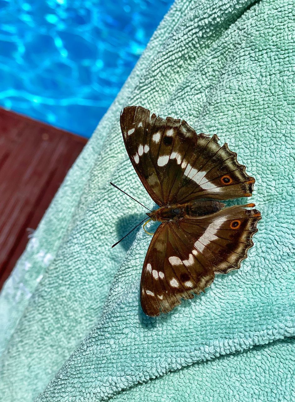 HIGH ANGLE VIEW OF BUTTERFLY ON LEAF