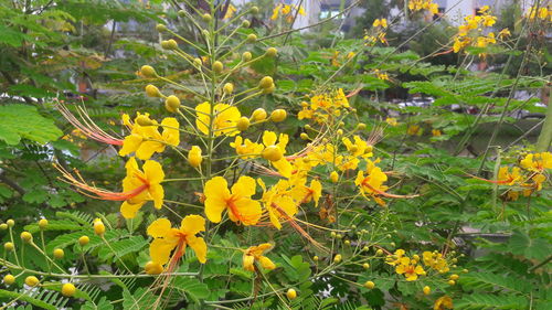 Close-up of yellow flowers blooming on field