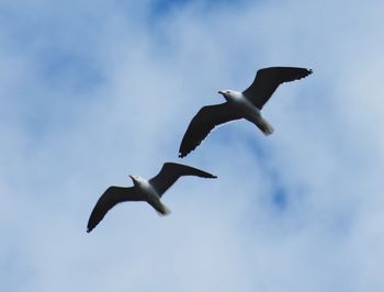 Low angle view of seagulls flying